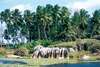 Plantation Club Superior 